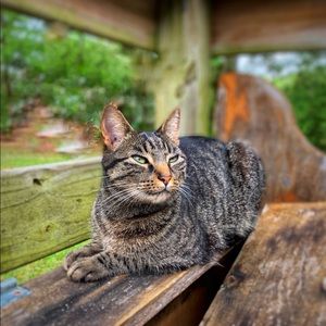 Meet your Posher, Misty